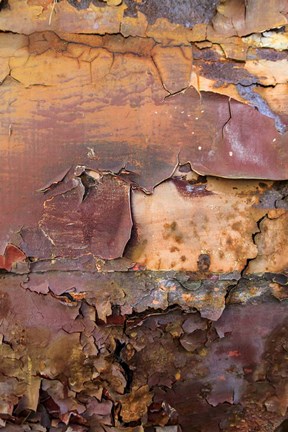 Framed Graffiti and Rust on Old Train Cars Print