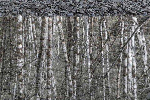 Framed Black and White of Alder Trees Reflecting in Water Print