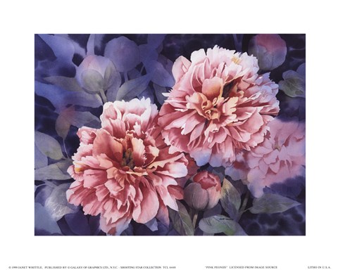 Framed Pink Peonies Print