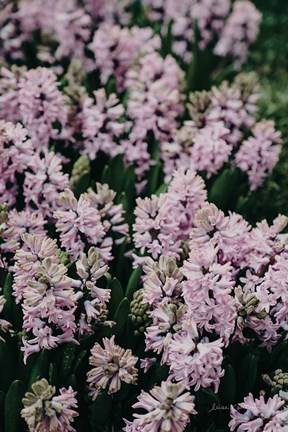 Framed Hyacinth Closeup Print
