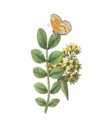 Framed Greenery Butterflies II Print