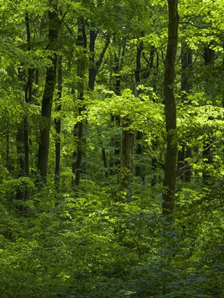 Framed Woodland Hainich In Thuringia, Germany Print