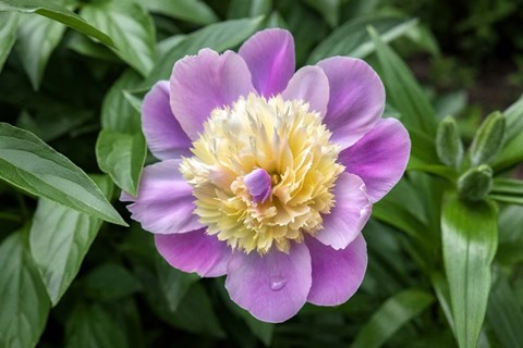 Framed Pink And Pale Yellow Peony Print