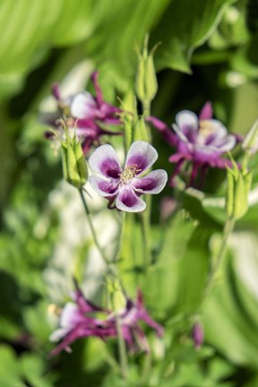 Framed Purple And White Columbine Print