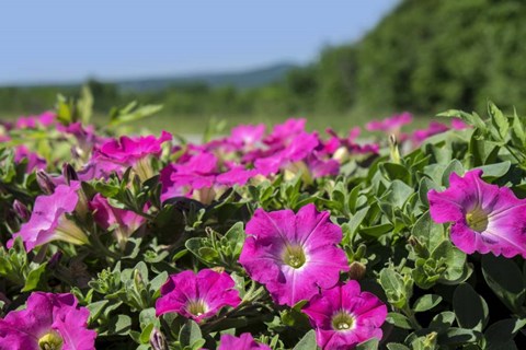Framed Pink Petunias, New England Print