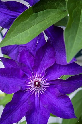 Framed Purple Clematis Print