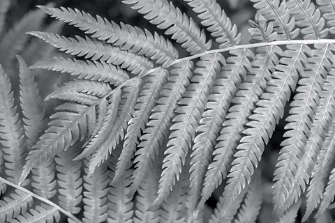 Framed Fern Print