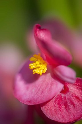 Framed Pink Begonia Print