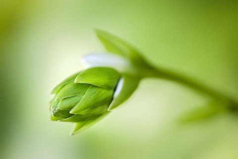 Framed Hosta Flower Bud Print