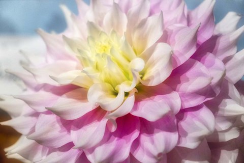 Framed Pink And White Dahlia, Gitts Perfection Print