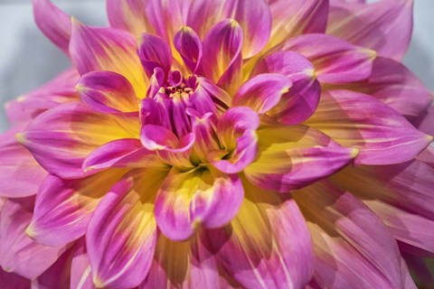 Framed Pink And Yellow Dahlia, Kidd&#39;s Climax Print