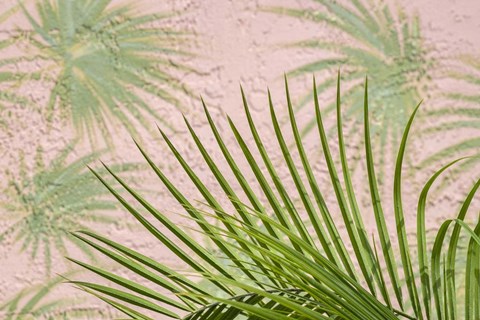 Framed Areca Palm In Front Of Painter Palm Mural Print