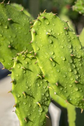 Framed Prickly Pear Cactus Print