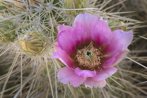 Framed Flowers On Engelmann&#39;s Hedgehog Cactus Print