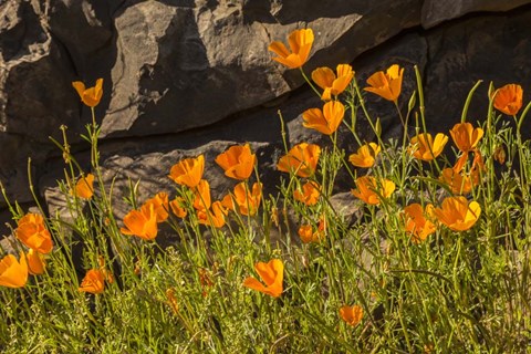 Framed California Poppies In Bloom Print