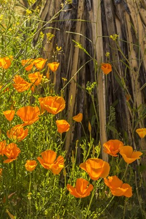 Framed Poppies In Bloom Print