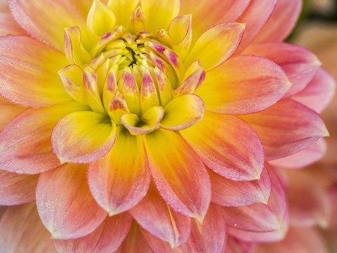 Framed Macro Of A Dahlia Print