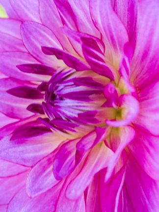 Framed Macro Of A Pink Dahlia Print
