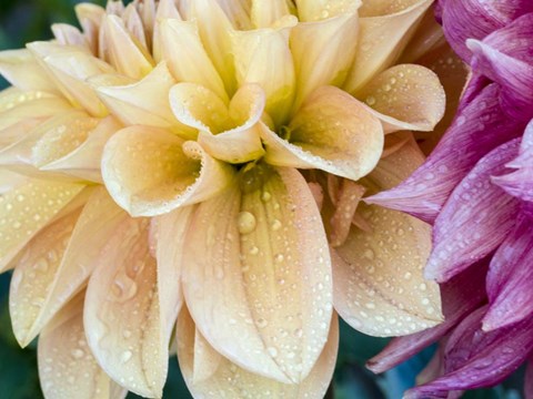 Framed Yellow Dahlia Print