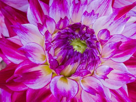 Framed Enchantress Dahlia Print