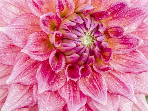 Framed Soft Pink Dahlia Print