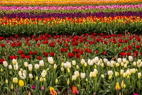 Framed Tulip Field In Bloom Print