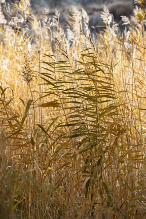Framed Utah Grasses Along The Fremont River Print