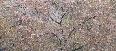Framed Cherry Trees Blooming During Spring Print