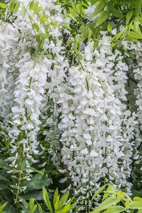 Framed Wisteria Print