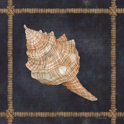 Framed Seashell on Navy IV Print