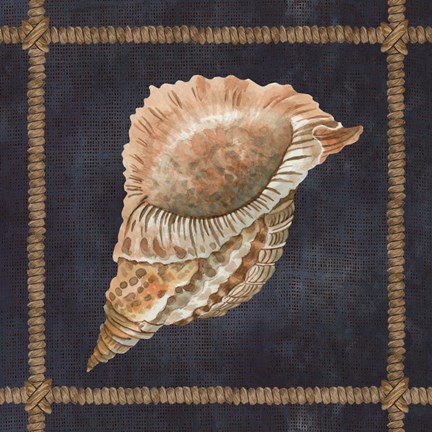 Framed Seashell on Navy VI Print