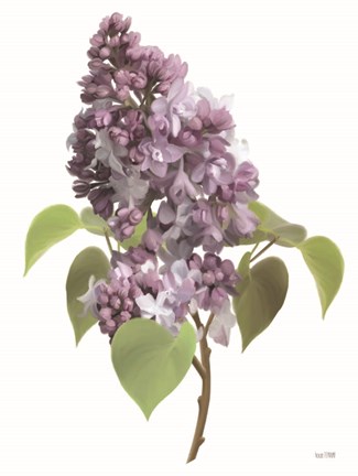Framed Lilac Stem Print