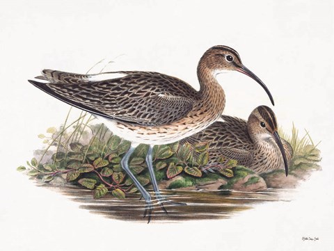 Framed Goulds Coastal Bird III Print