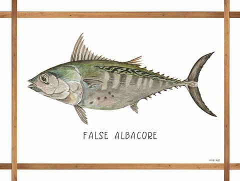 Framed False Albacore on White Print