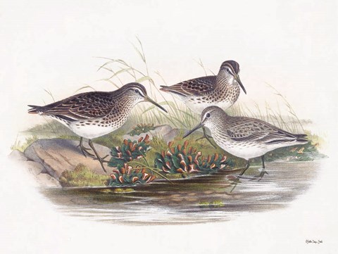 Framed Goulds Coastal Bird IX Print