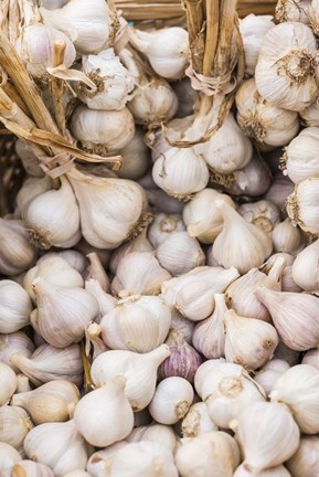 Framed Farmers Market - Garlic Print