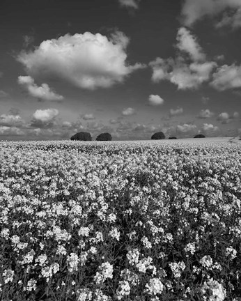 Framed Yellow Fields BW Print