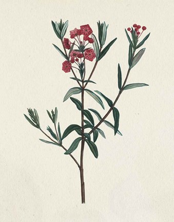 Framed Victorian Garden Flowers II Print