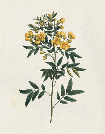 Framed Victorian Garden Flowers I Print