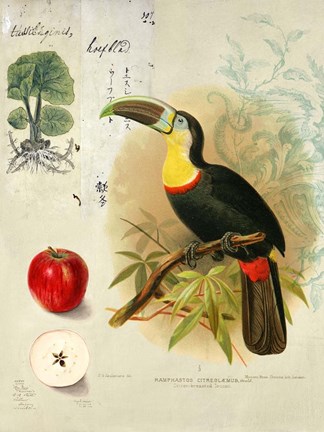 Framed Cabinet of Curiosities 4 Print