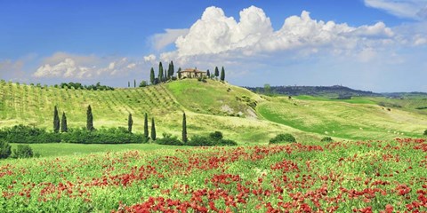 Framed Farmhouse with Cypresses and Poppies, Val d&#39;Orcia, Tuscany Print