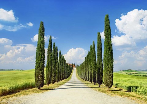 Framed Cypress alley, San Quirico d&#39;Orcia, Tuscany Print
