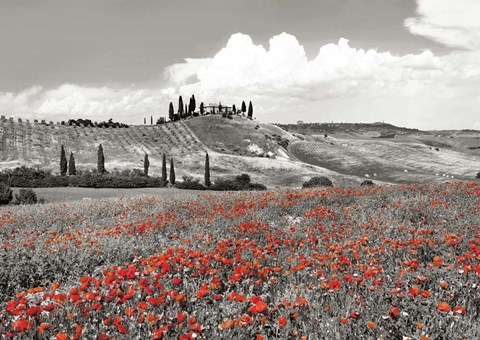 Framed Farmhouse with Cypresses and Poppies, Val d&#39;Orcia, Tuscany (BW) Print