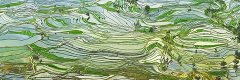 Framed Rice Terraces, Yunnan, China Print