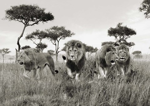 Framed Brothers, Masai Mara, Kenya Print