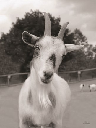 Framed Lake Tobias Goat II Print