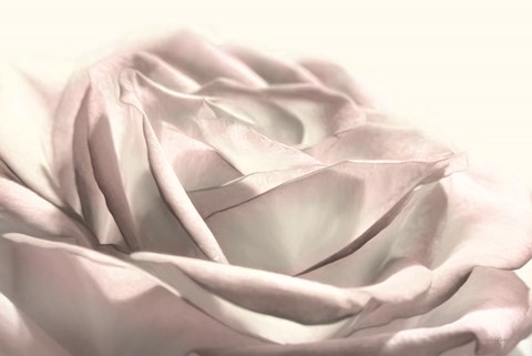 Framed Blush Rose II Print