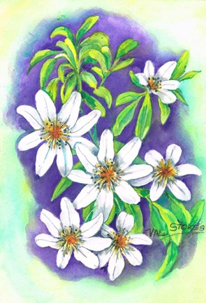 Framed Clematis Panaculata Print