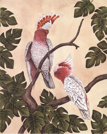 Framed White Mitchell Cockatoos Print