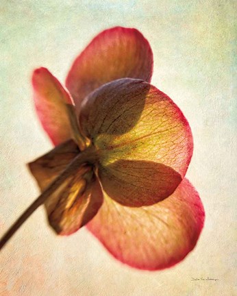 Framed Lenton Rose I Print